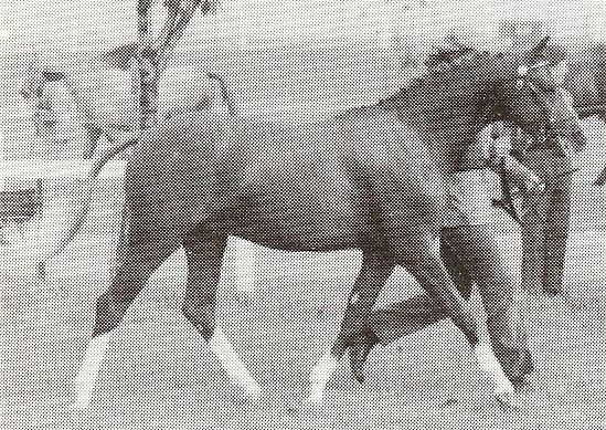 Gunnerby Marksway - Chestnut 13.1 1982 (Gunnerby Hallmark ex Oakley Spring Free)